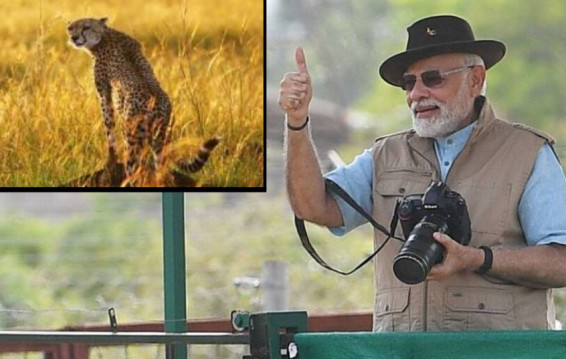 PM Modi releases cheetahs