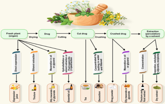 Ancient Remedies Gain Scientific Validation