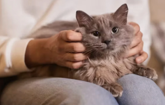Owning cats can alter brain chemistry