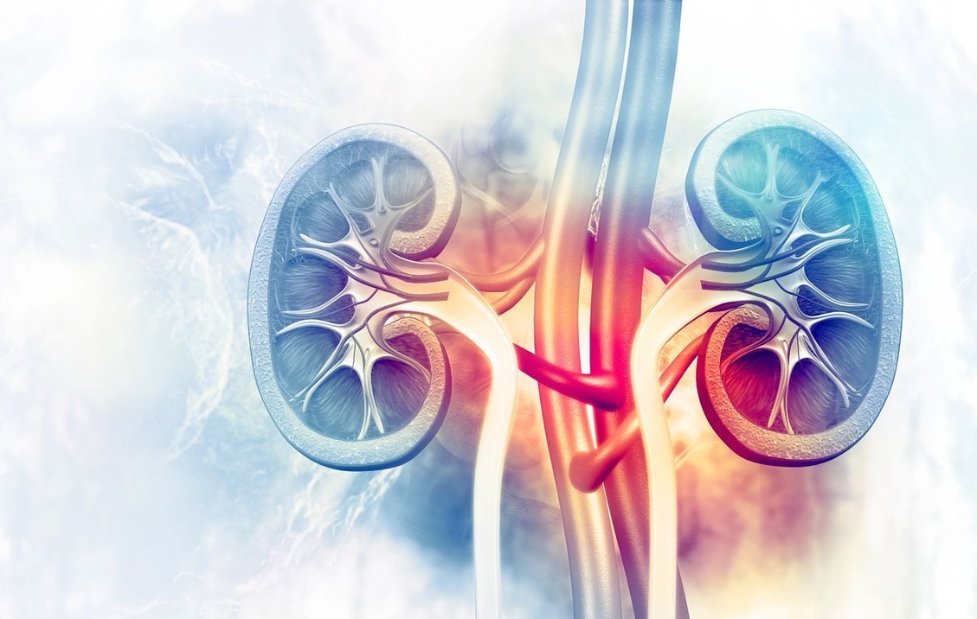 A Toxic Connection: How Failing Kidneys Quietly Destroy the Heart