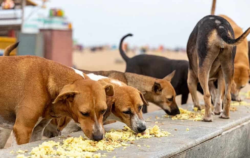 Supreme Court to Hold States Liable for Dog Bite Cases