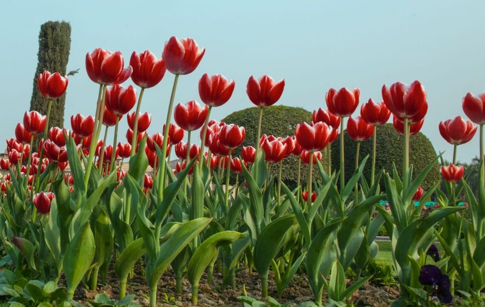 Delhi Blooms With 50000 Locally Grown Tulips