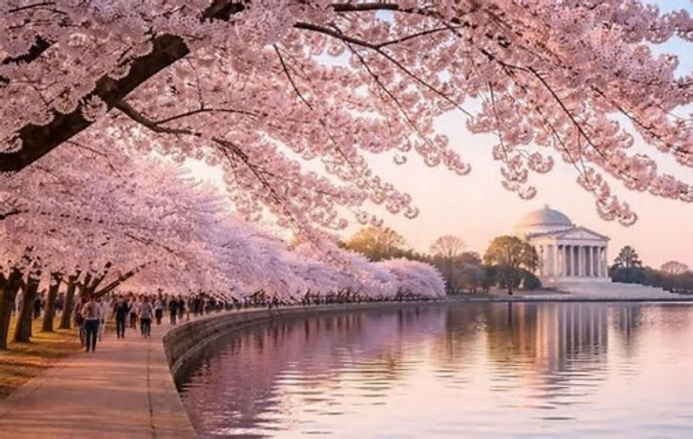 Overtourism Brings an End to a Tradition: Japan Cancels Cherry Blossom Festival at Arakurayama Sengen Park