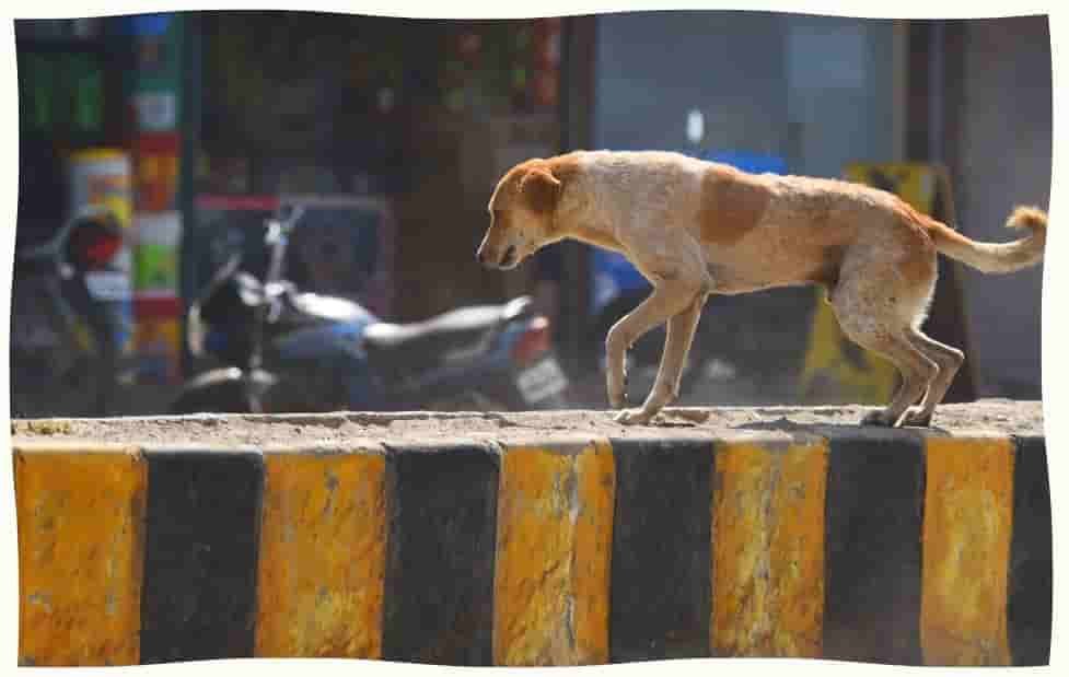 Stray Dogs Removal Ordered From SC Schools Hospitals Transport Hubs Impacted