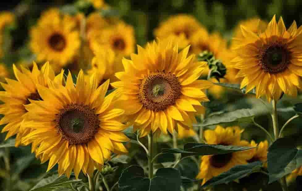 Sunflower Seed Beauty Secrets: Nourish, Glow, Hydrate, Naturally