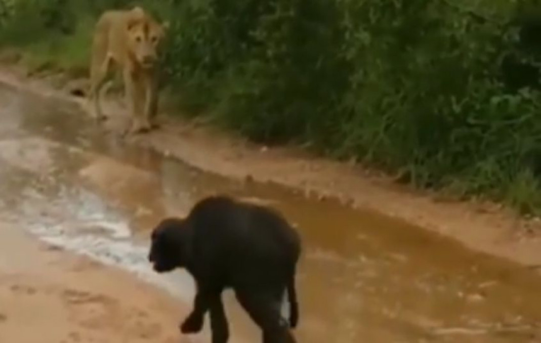 Mother buffalo saves her baby from lioness’ attack, watch 