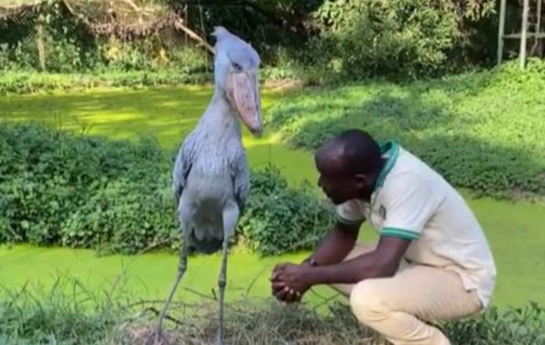 Is it Harry Potter’s Buckbeak? Here’s clip of beautiful huge bird
