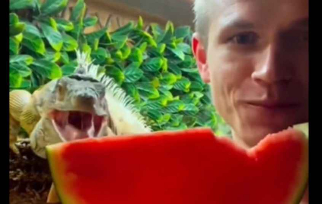 Woah! Man sharing slice of watermelon with lizard, watch video