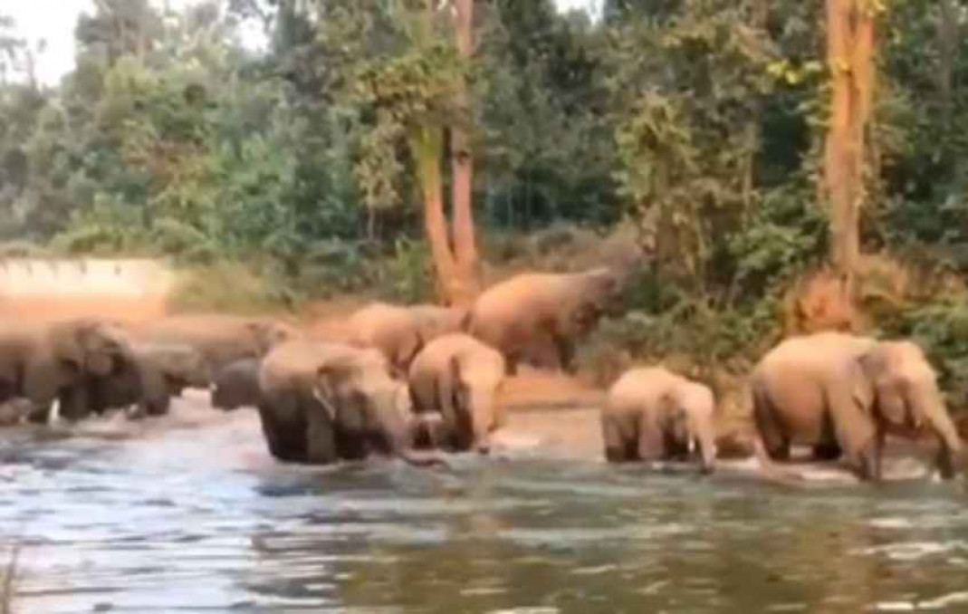 It's Family Time! Jumbo elephant family enjoying bath time together