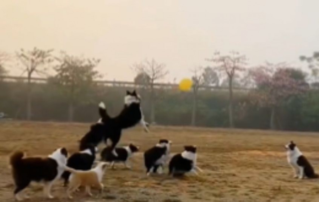 Pack of doggies having fun with balloon just like kid.