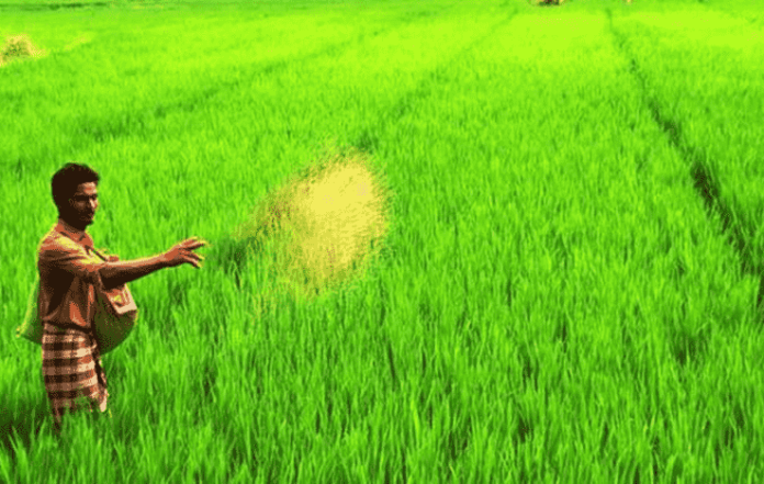 Cabinet Approves Nutrient-Based Subsidy Rates for Kharif Season